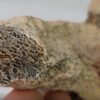 Dinosaur Bone #5