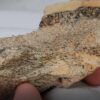 Dinosaur Bone #5 - Image 4