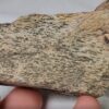 Dinosaur Bone #5 - Image 3