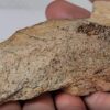Dinosaur Bone #5 - Image 2