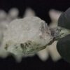 Pollucite - Image 8